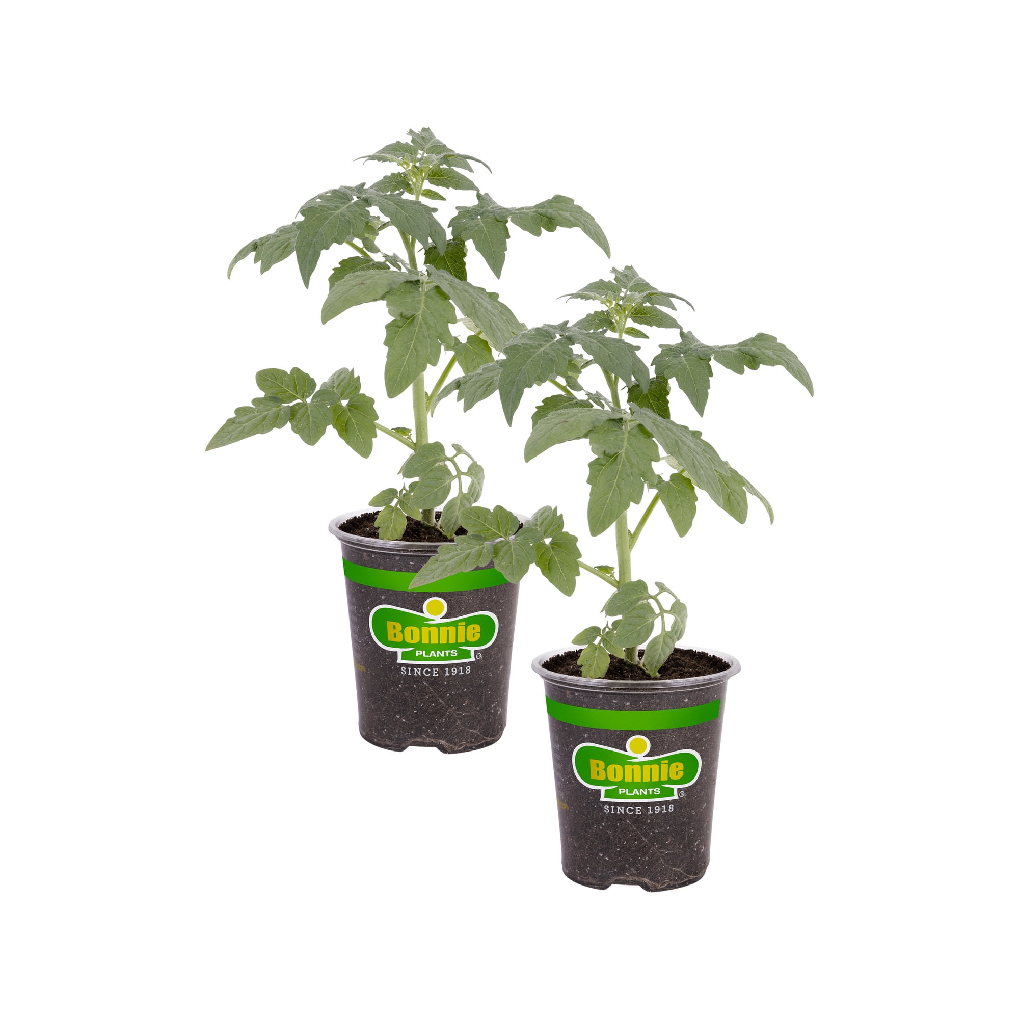 Bonnie Plants Original Tomato 19.3 oz. 2-pack