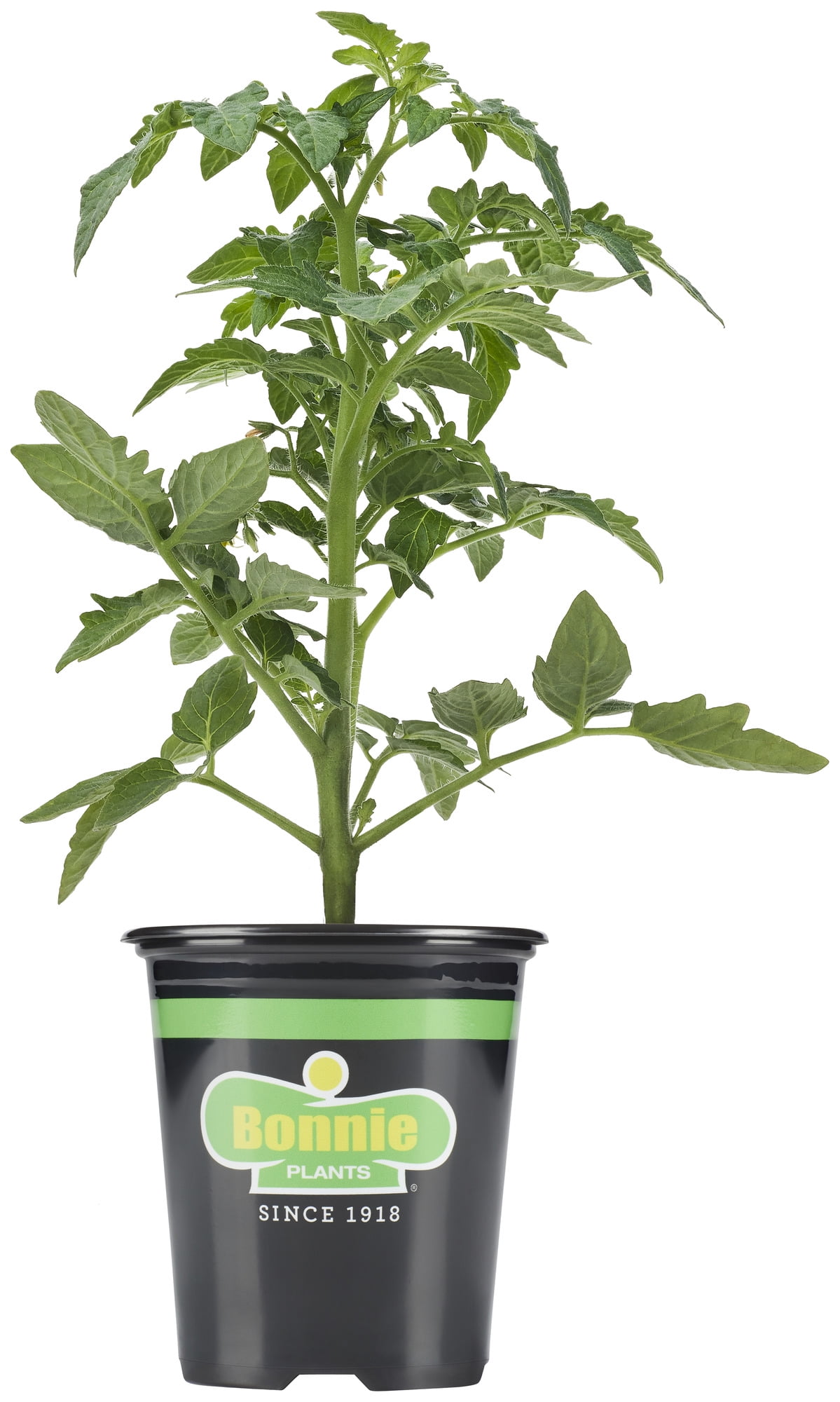 Bonnie Plants Original Tomato Live Plants in Grower Pot, Edible