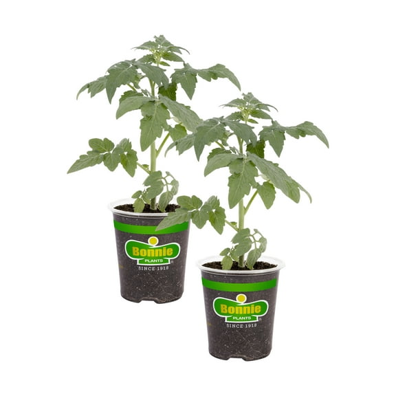 Bonnie Plants Park's Whopper Improved Tomato, 19.3 oz., 2-Pack, Live Plants