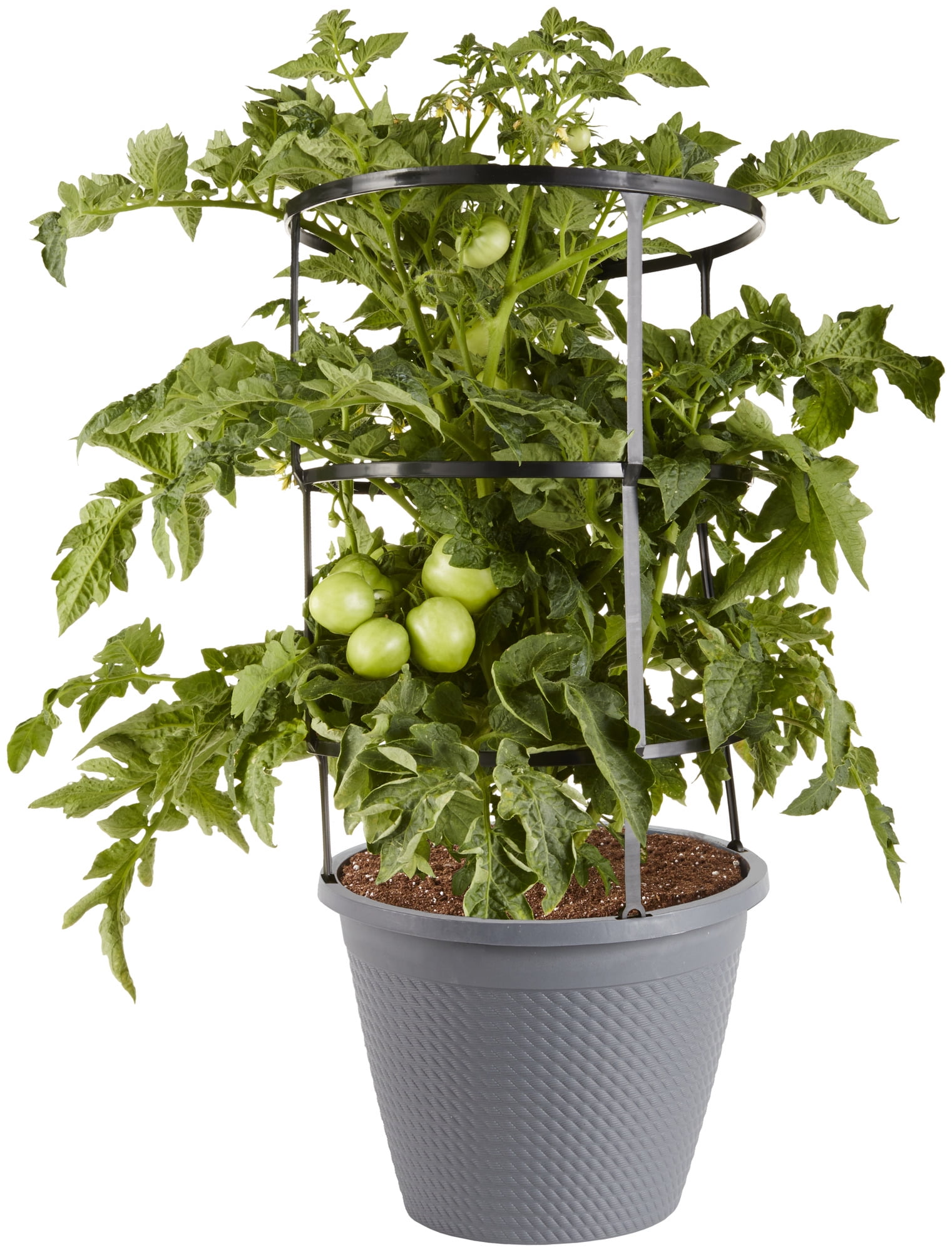 Bonnie Plants Park's Whopper Improved Tomato 2.5 gal. Cage, Live Plant
