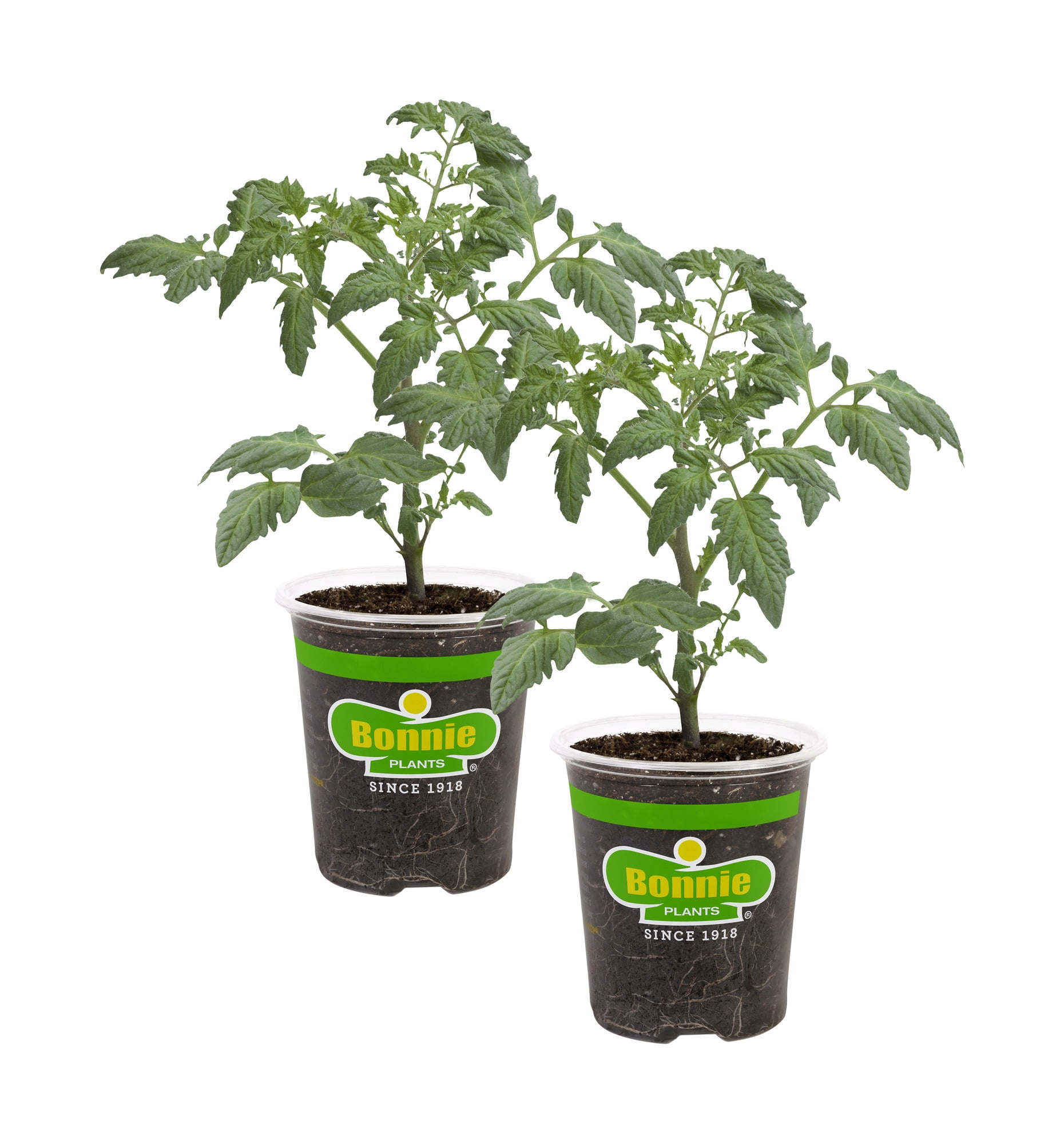 Bonnie Plants Patio Tomato, 19.3 oz., 2-Pack, Live Plants