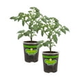 thumbnail image 1 of Bonnie Plants Patio Tomato, 19.3 oz., 2-Pack, Live Plants, 1 of 12