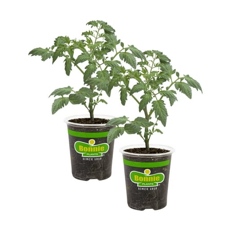 Bonnie Plants Patio Tomato, 19.3 oz., 2-Pack, Live Plants