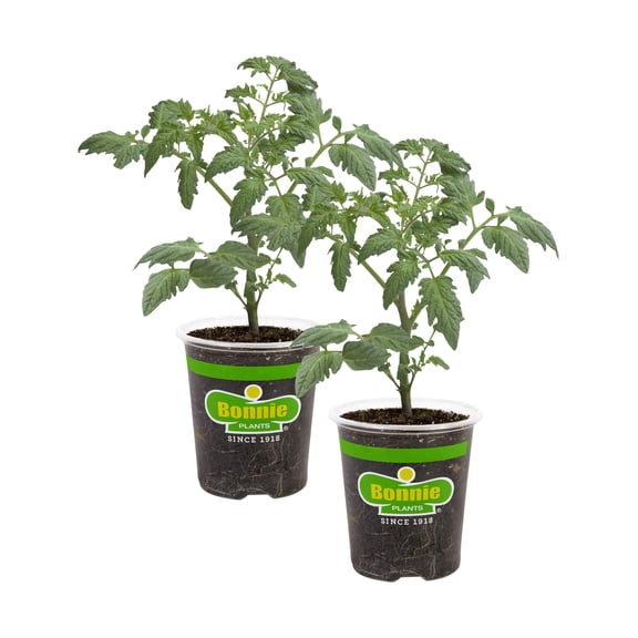 Bonnie Plants Patio Tomato, 19.3 oz., 2-Pack, Live Plants