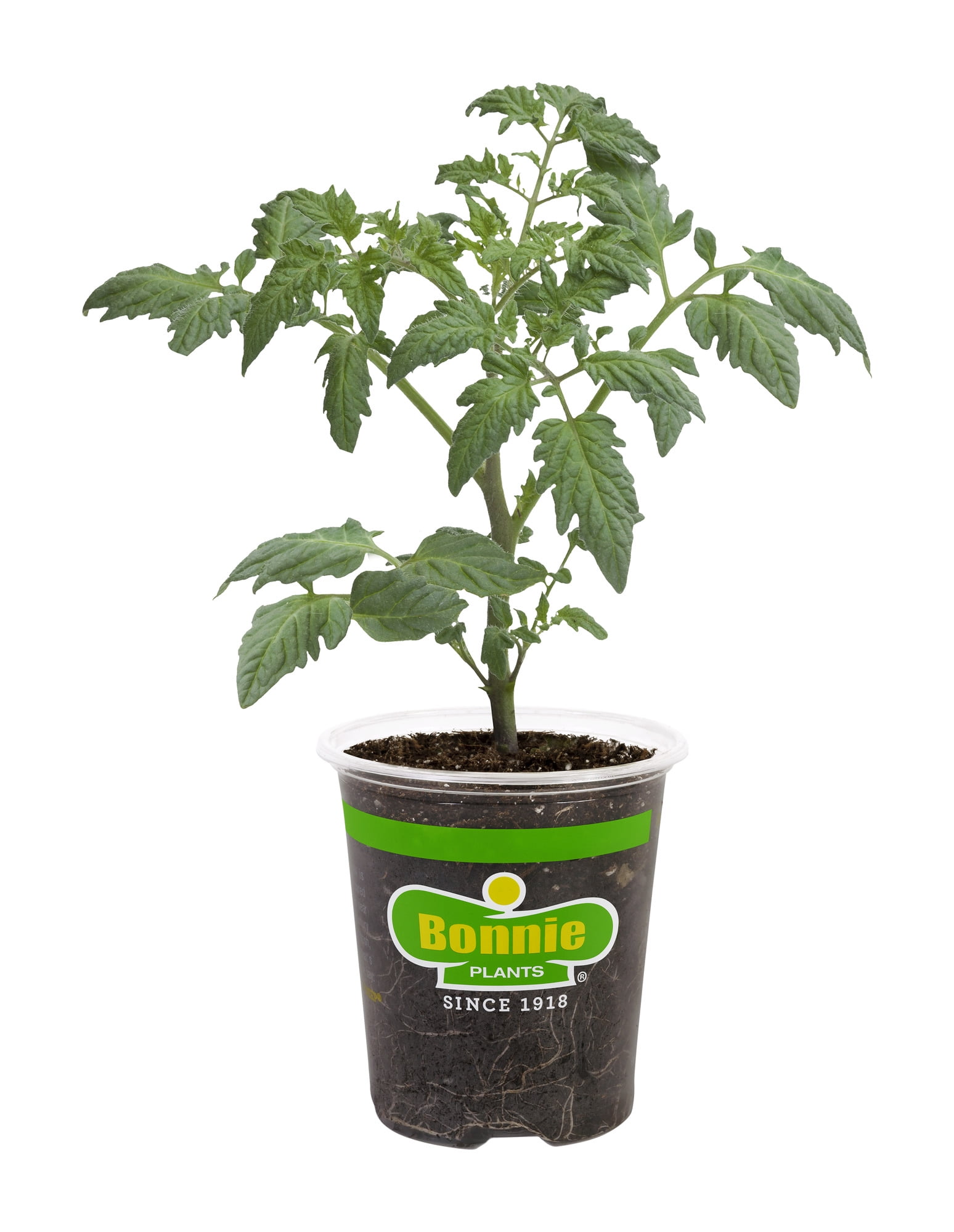 Bonnie Plants Patio Tomato Live Plants