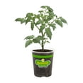 thumbnail image 1 of Bonnie Plants Patio Tomato Live Plants, 1 of 4