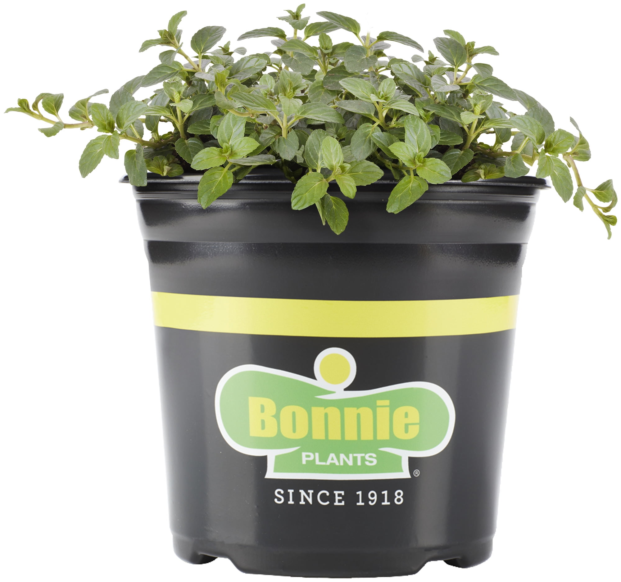 Bonnie Plants Peppermint, 1 Gal. Live Plant, Mint Flavored, Herb