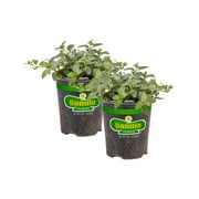 Bonnie Plants Peppermint 19.3 oz. 2-Pack