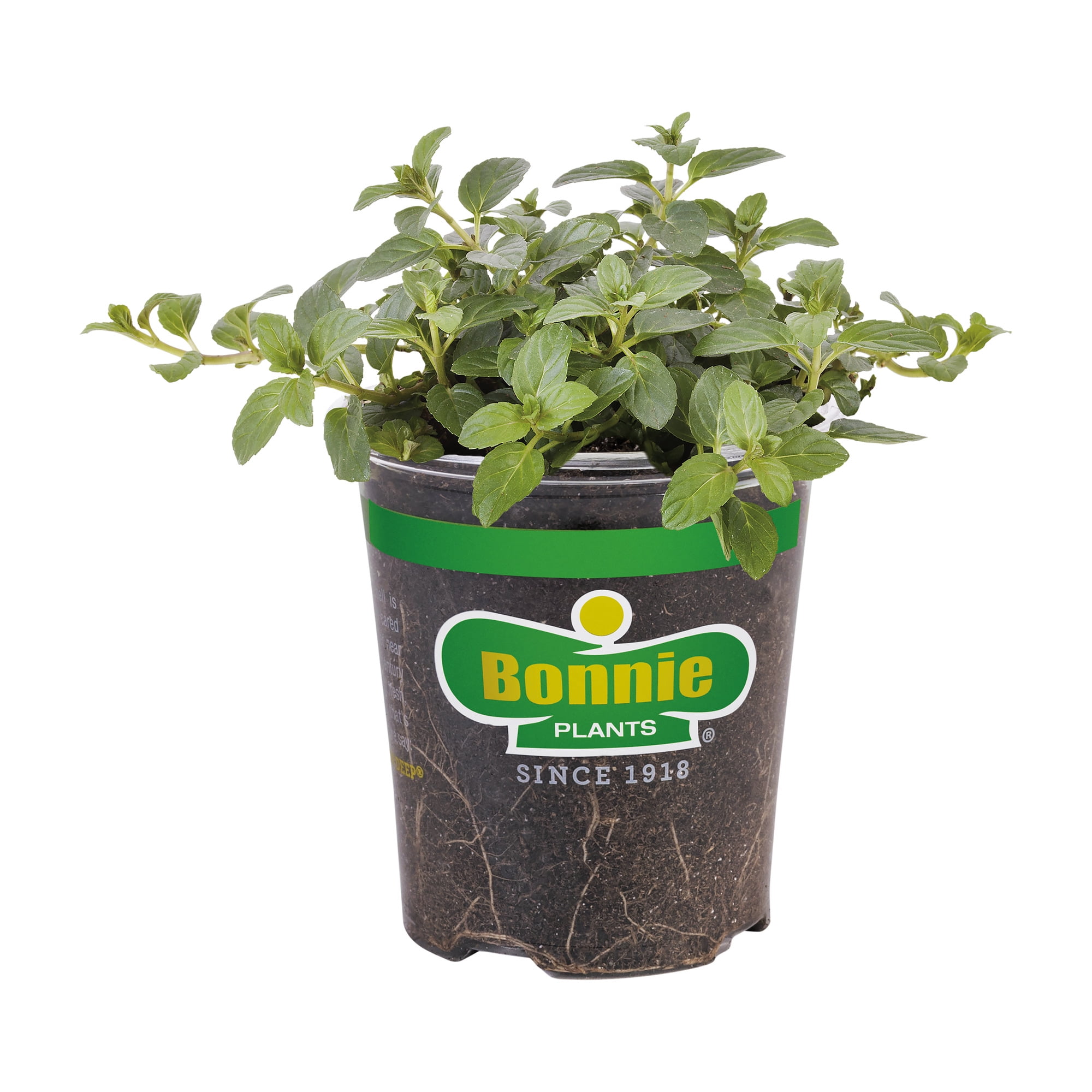 Bonnie Plants Peppermint 19.3 oz.