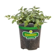 Bonnie Plants Peppermint 19.3 oz.