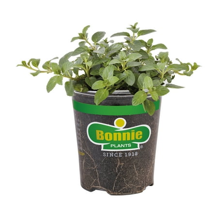 Bonnie Plants Peppermint 19.3 oz.