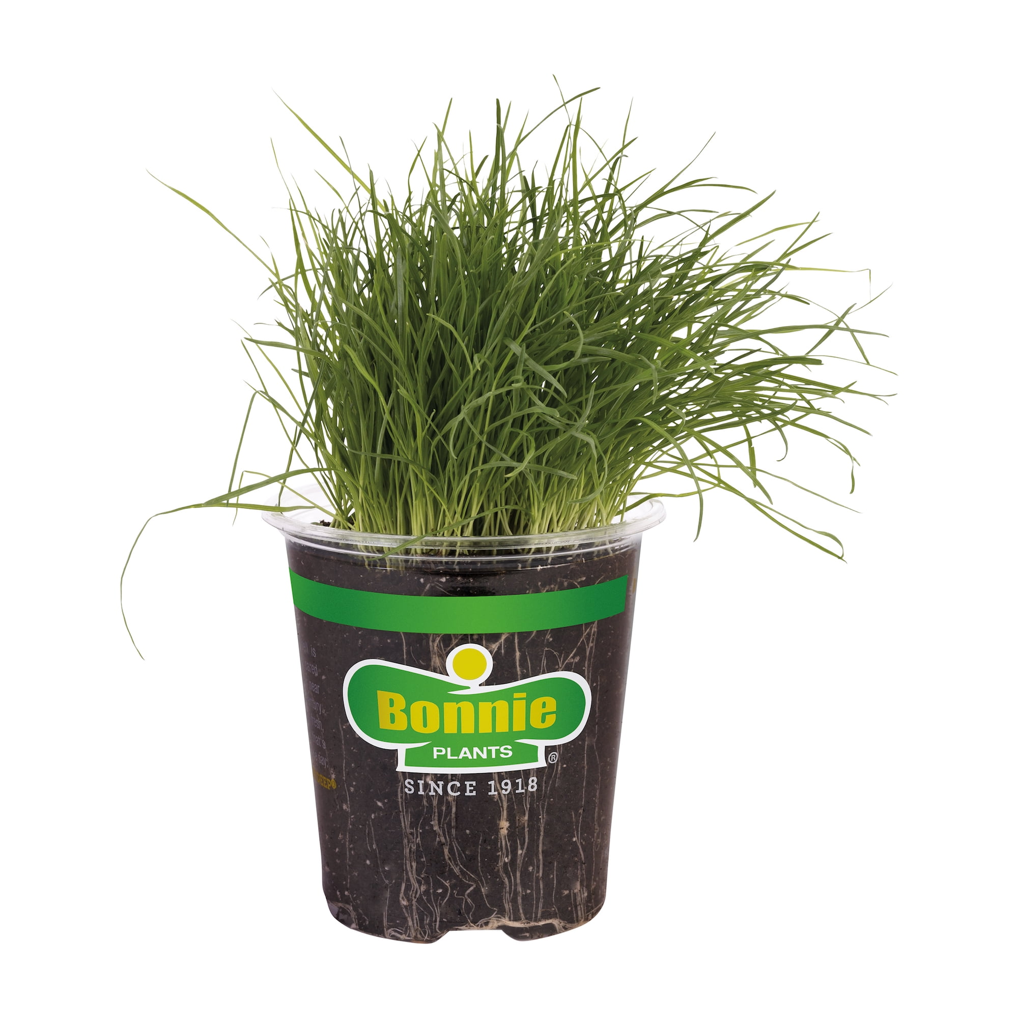 Bonnie Plants Pet Grass 19.3 oz.