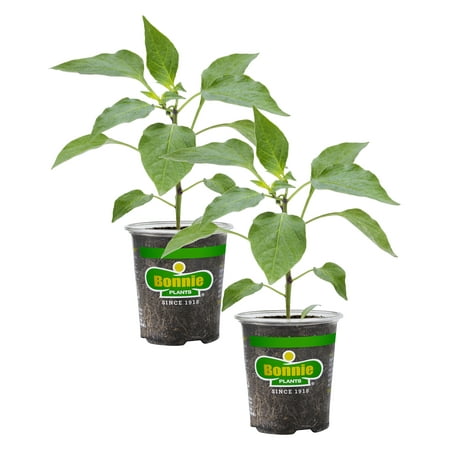 Bonnie Plants Poblano-Ancho Pepper 19.3 oz. 2-pack