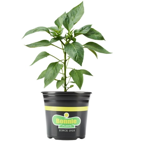 Bonnie Plants Poblano Ancho Pepper Live Plants
