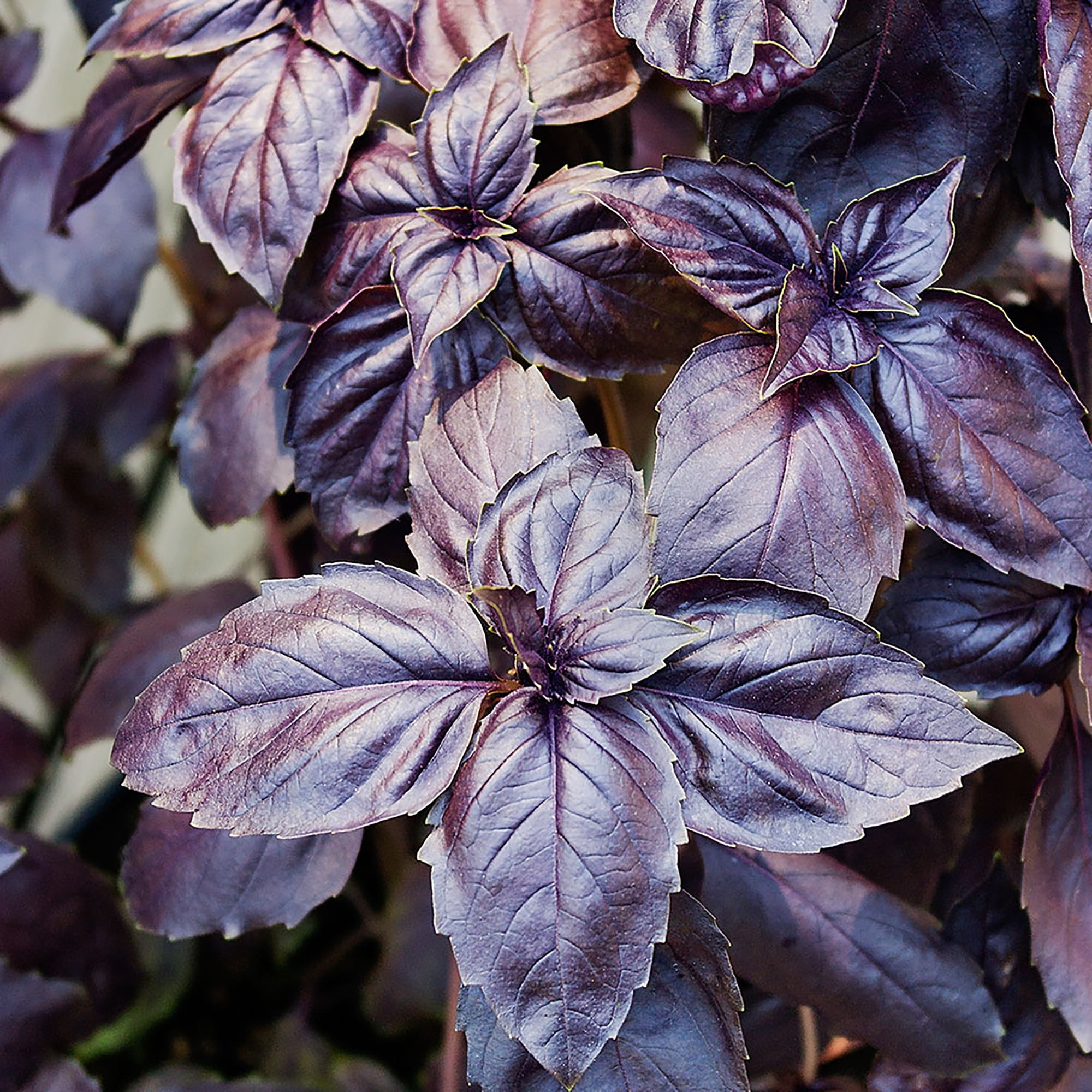 Bonnie Plants Purple Basil 19.3 oz.