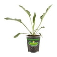 thumbnail image 1 of Bonnie Plants Purple Coneflower 19 oz., Live Plant, 1 of 2