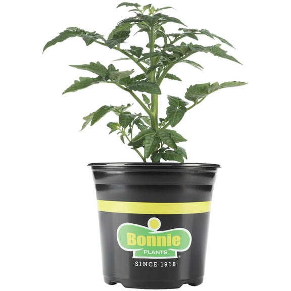 Bonnie Plants Red Better Boy Tomato Live Plant