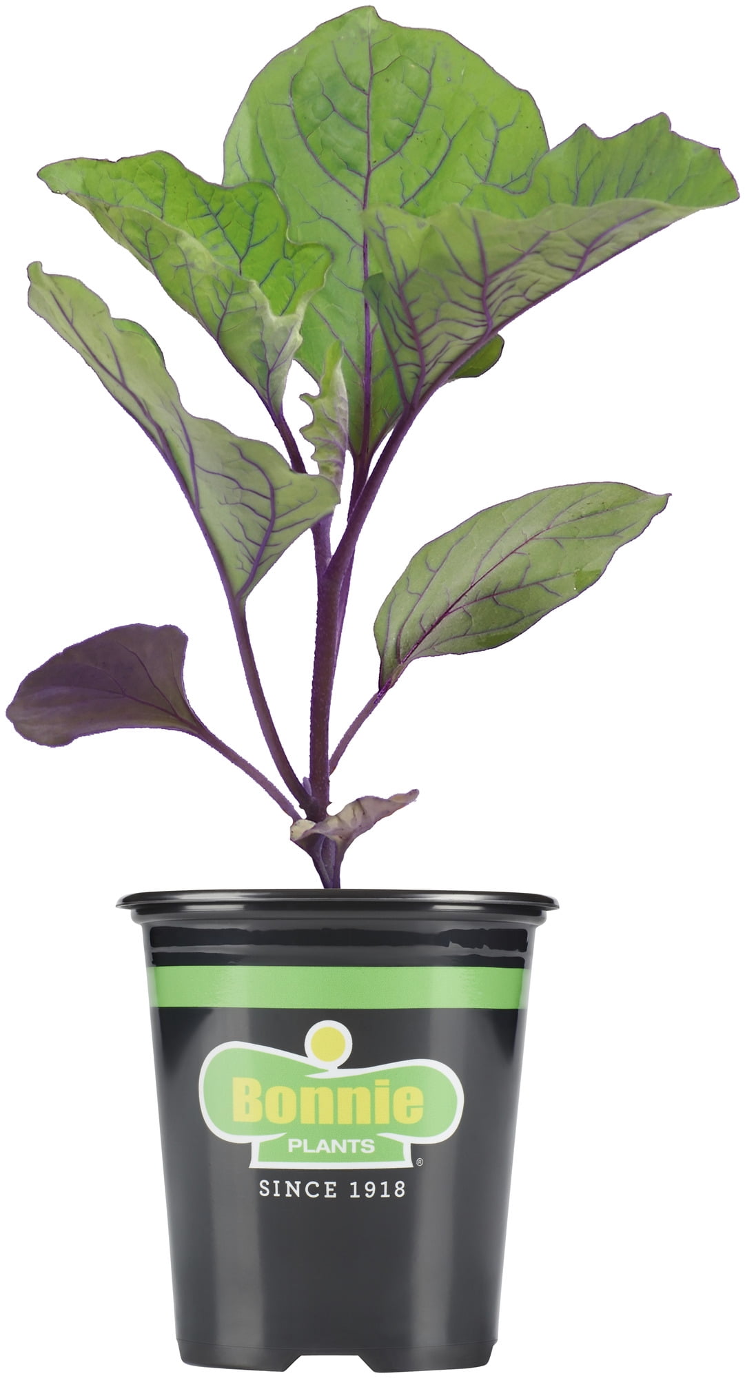 Bonnie Plants Red Cabbage, Live Plant, Use In Coleslaw, 4.5 in.