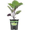 thumbnail image 1 of Bonnie Plants Red Cabbage, Live Plant, Use In Coleslaw, 4.5 in., 1 of 6