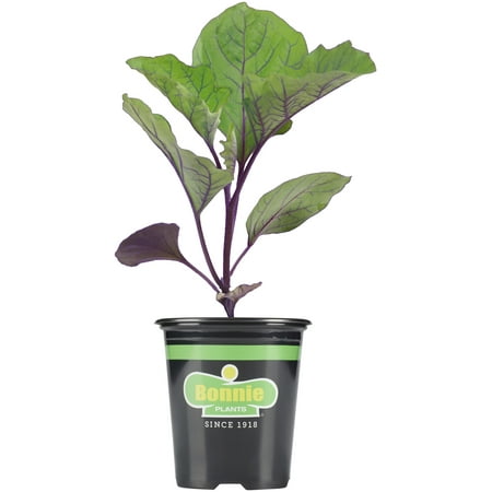 Bonnie Plants Red Cabbage, Live Plant, Use In Coleslaw, 4.5 in.