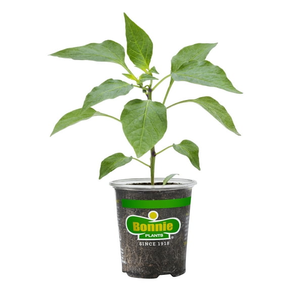 Bonnie Plants Red Ghost Pepper 19.3 oz.