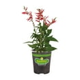 thumbnail image 1 of Bonnie Plants Red Pineapple Sage Live Plants, Edible, 1 of 9