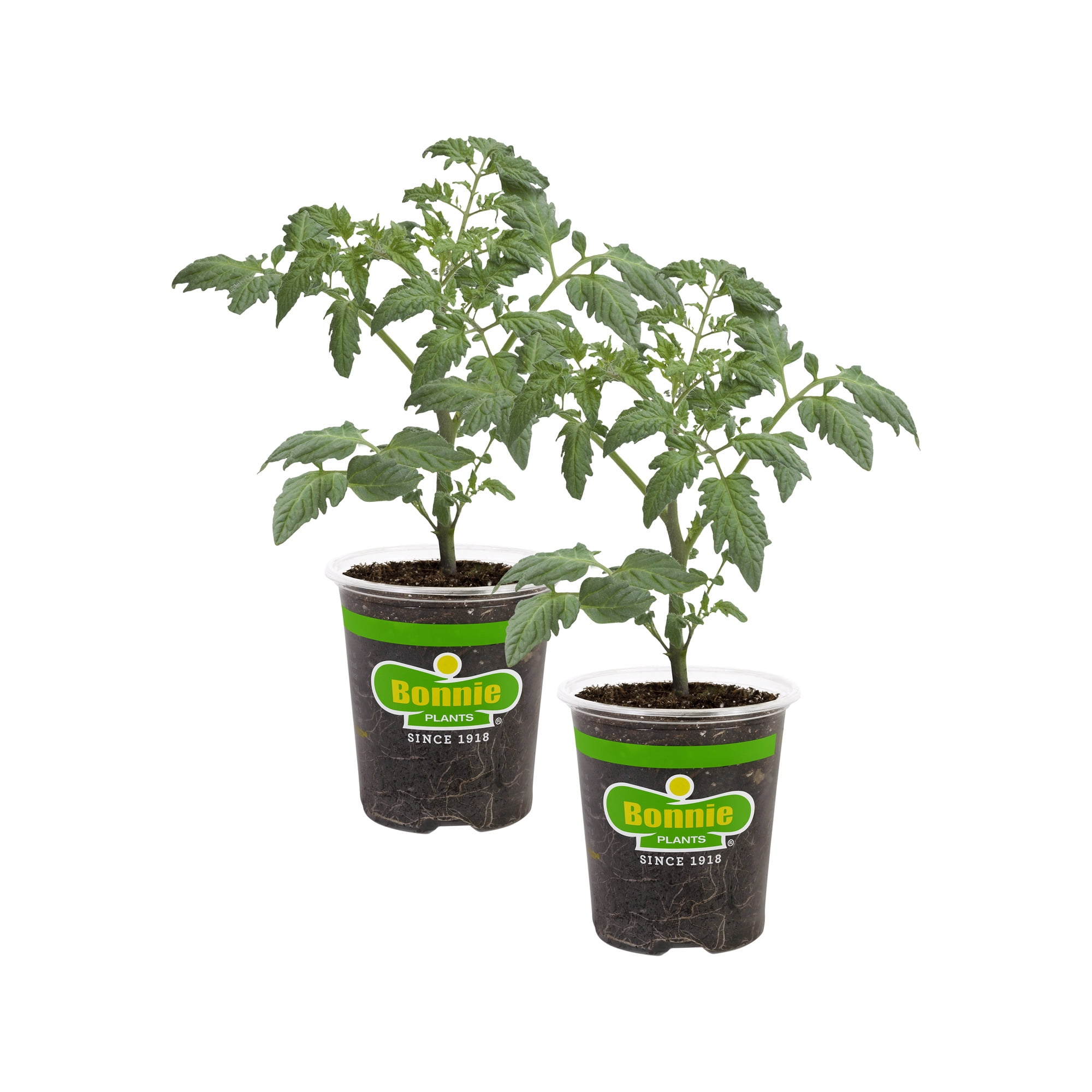 Bonnie Plants Roma Classic Paste Tomato 19.3 oz. 2-pack