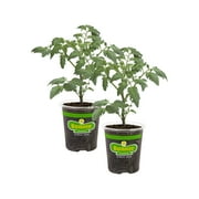Bonnie Plants Roma Classic Paste Tomato 19.3 oz. 2-pack