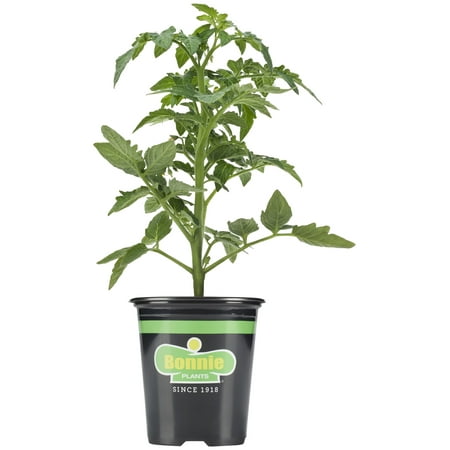 Bonnie Plants Roma Classic Paste Tomato 19.3 oz.