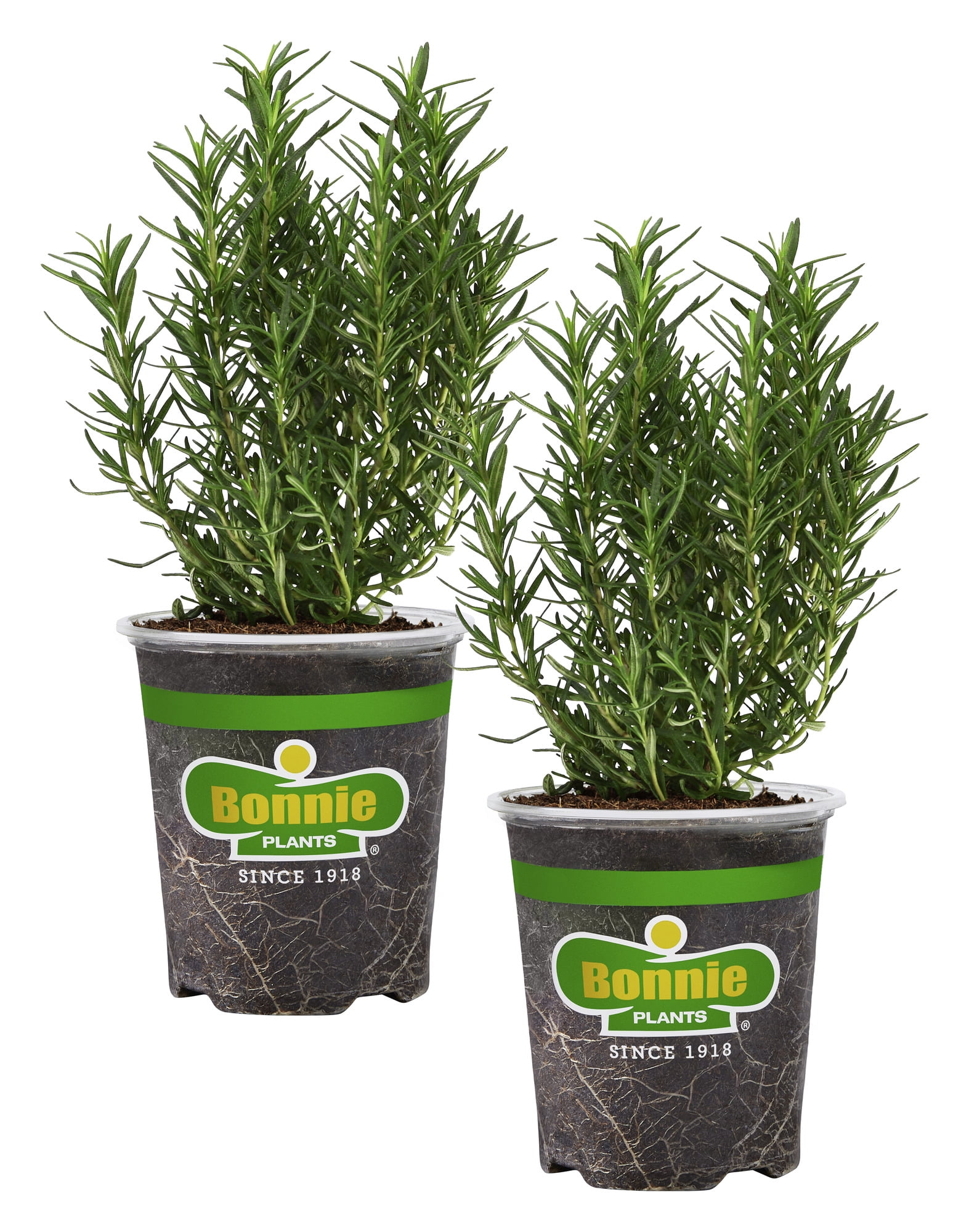 Bonnie Plants Rosemary 19.3 oz., 2-Pack, Live Plant