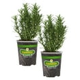 thumbnail image 1 of Bonnie Plants Rosemary 19.3 oz., 2-Pack, Live Plant, 1 of 10
