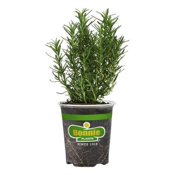 Bonnie Plants Rosemary 19.3 oz.
