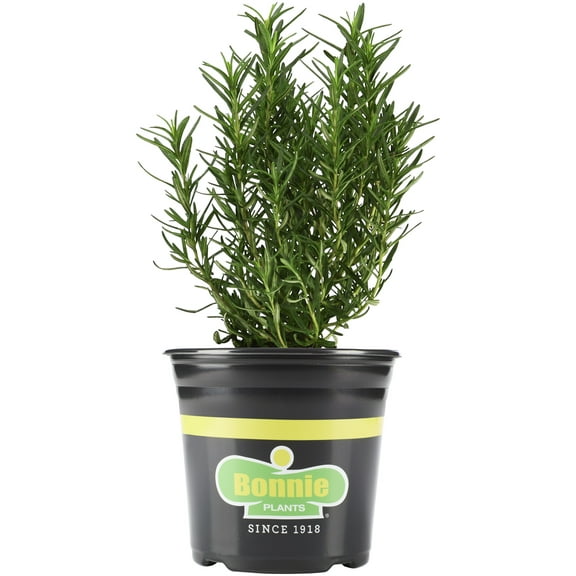 Bonnie Plants Rosemary 2.32 qt.