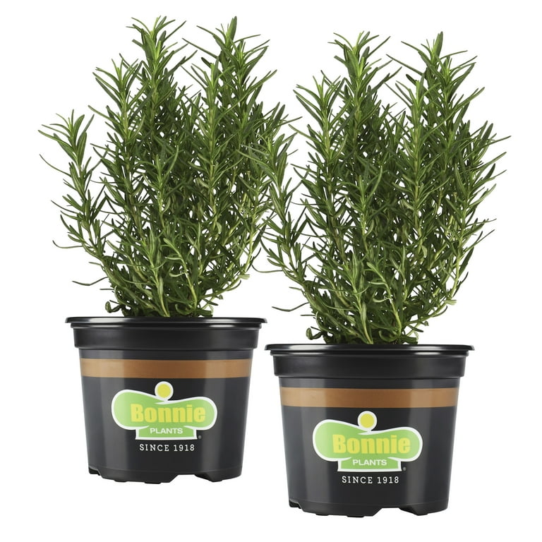 Bonnie Plants Rosemary 25 oz., 2-pack Bonnie Plants Rosemary 25 oz., 2-pack