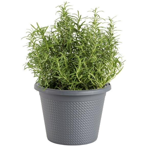 Bonnie Plants Rosemary, Plant in Containers, Easy-To-Grow, 8 in.