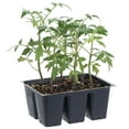 thumbnail image 1 of Bonnie Plants Rutgers Tomato 6-pack, 1 of 7