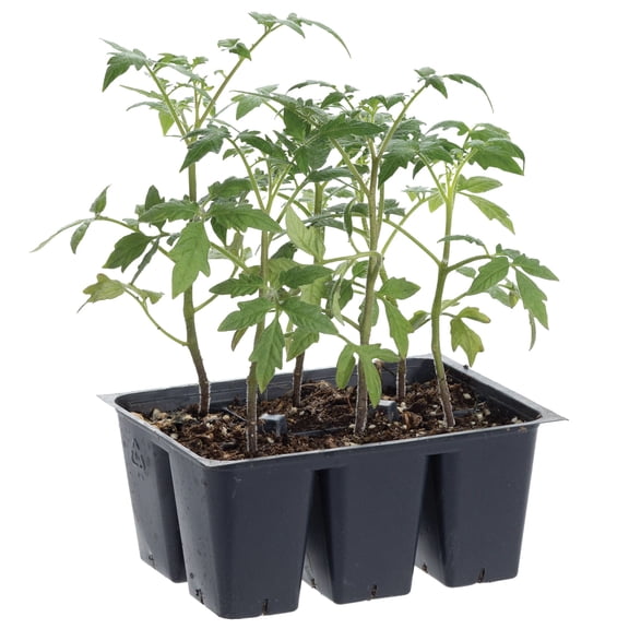 Bonnie Plants Rutgers Tomato 6-pack