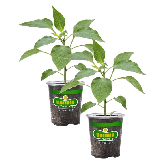 Bonnie Plants Snacking Red Pepper 19.3 oz. 2-Pack