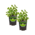 thumbnail image 1 of Bonnie Plants Spearmint 19.3 oz. 2-Pack, 1 of 12