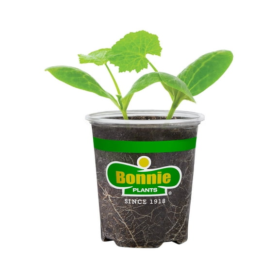 Bonnie Plants Straightneck Squash 19.3 oz.