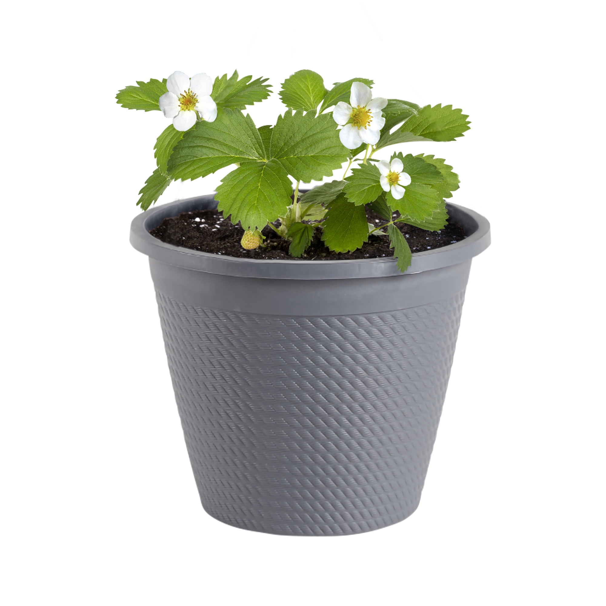 Bonnie Plants Strawberry, 1 gal., Live Plant