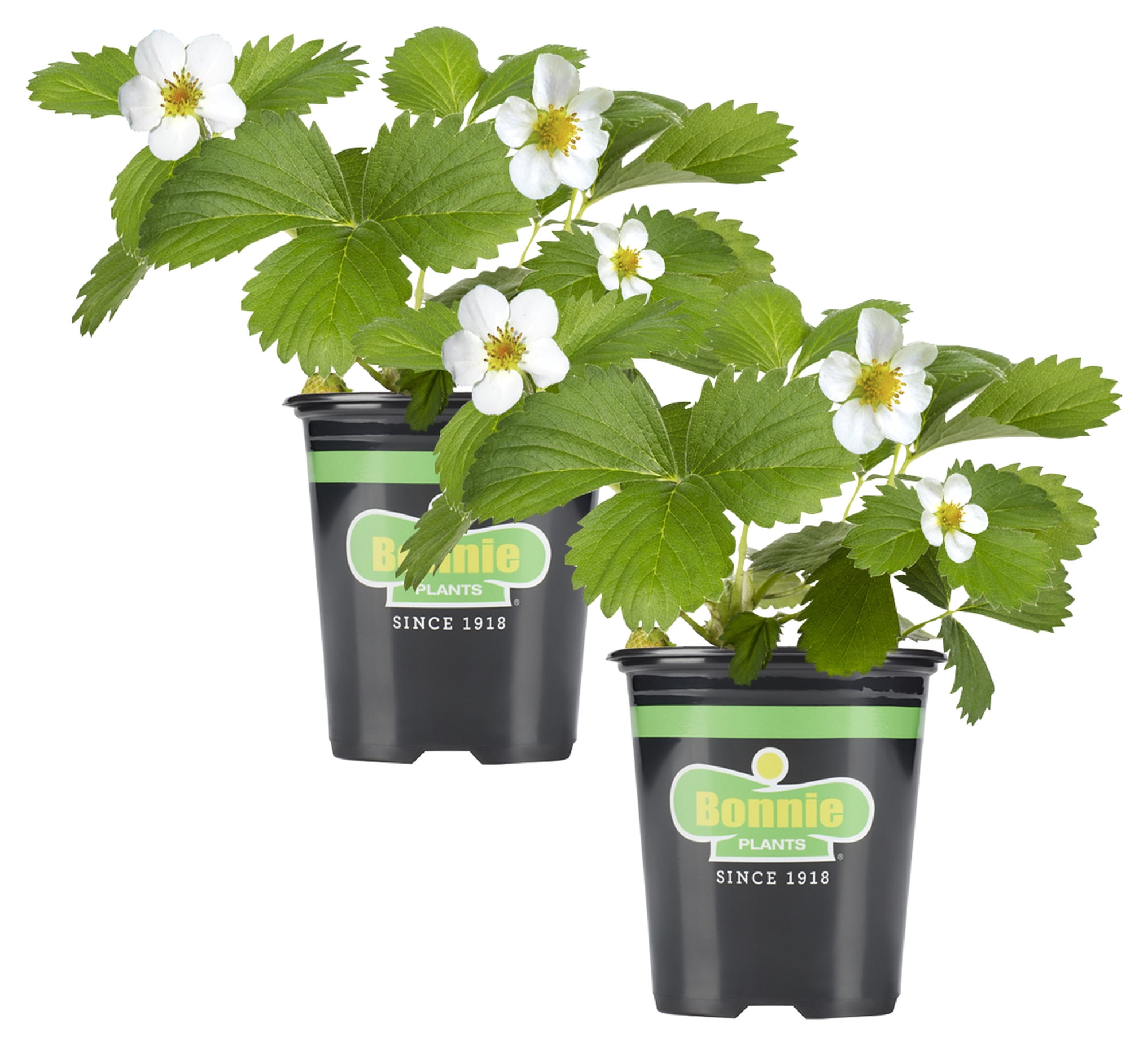 4.5-Inch White Blossom Strawberry Plant 2-Pack