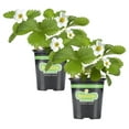 thumbnail image 1 of Bonnie Plants Strawberry, Live Plant, 19.3 oz. (2-Pack), 1 of 12