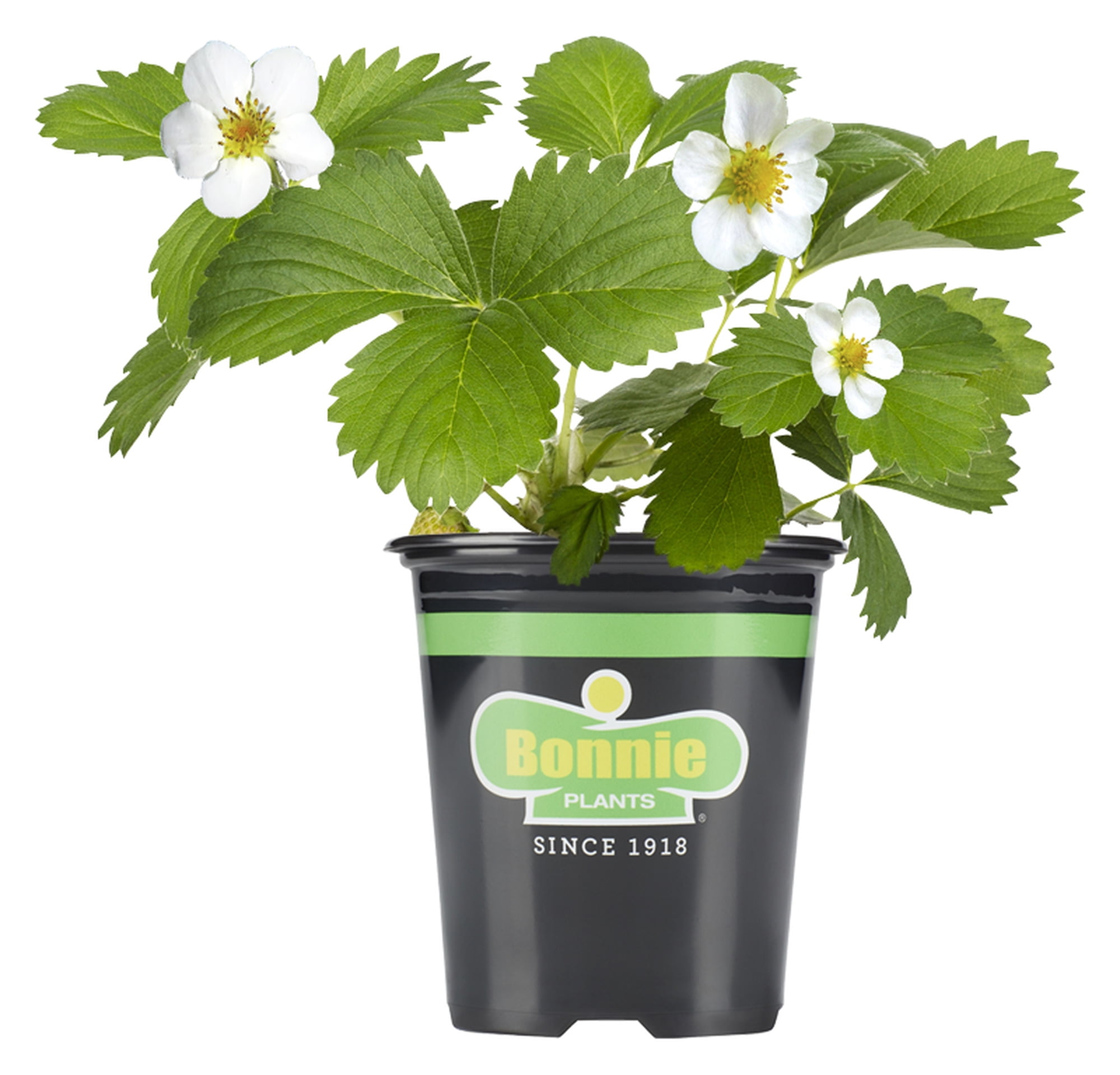 Bonnie Plants Strawberry, Live Plant, 19.3 oz.