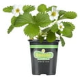 thumbnail image 1 of Bonnie Plants Strawberry, Live Plant, 19.3 oz., 1 of 10