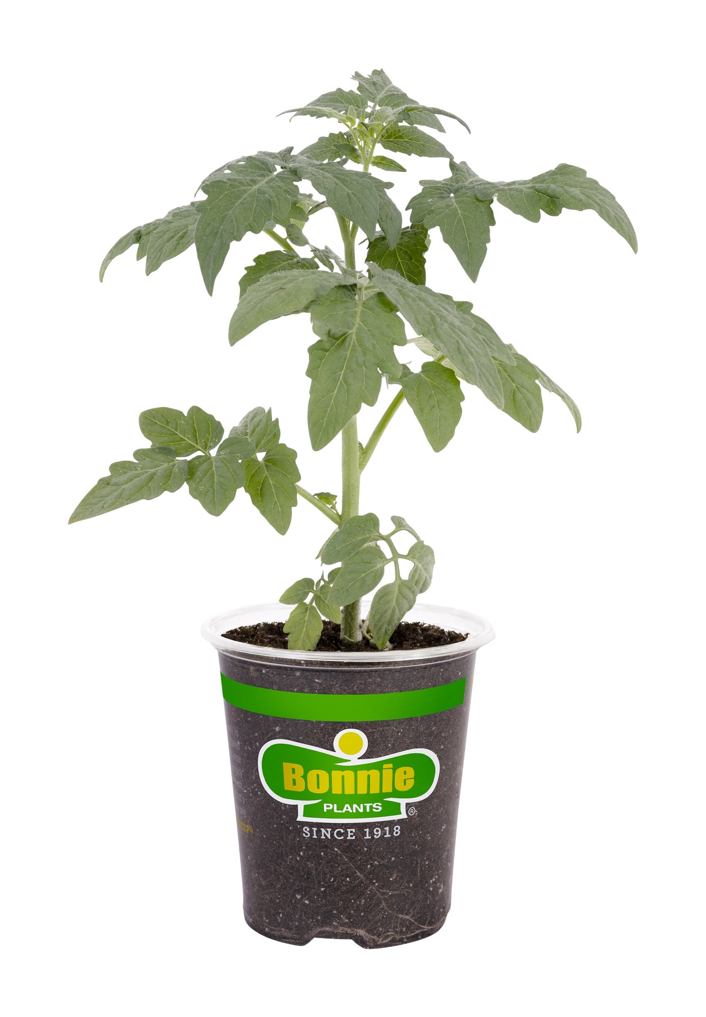 Bonnie Plants Summer Set Tomato Live Plants - Walmart.com