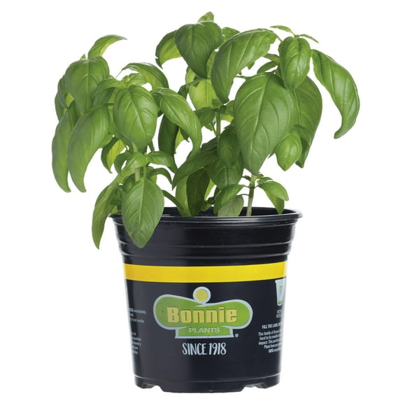 Bonnie Plants Sweet Basil 2.32 qt.