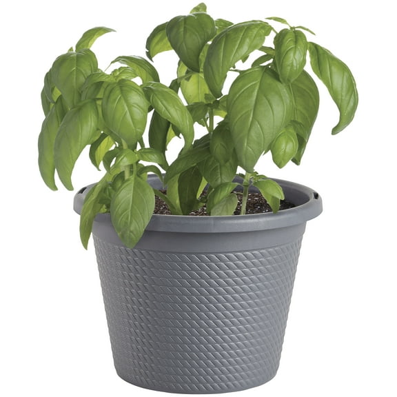 Bonnie Plants Sweet Basil, Live Plant, Pesto, Herb Garden, 8 in.