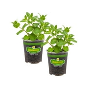 Bonnie Plants Sweet Mint 19.3 oz. 2-Pack