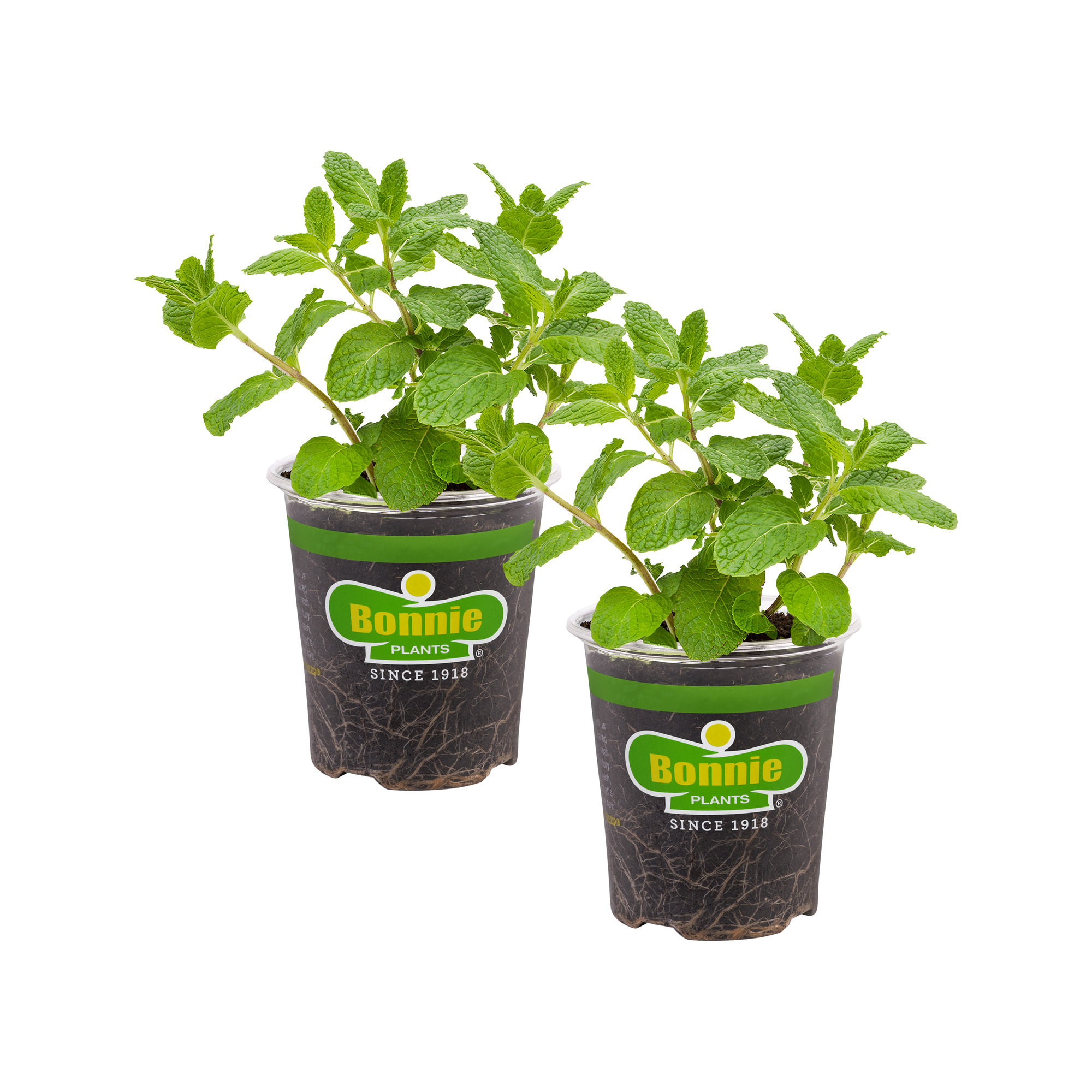 Bonnie Plants Sweet Mint 19.3 oz. 2-Pack - image 1 of 10